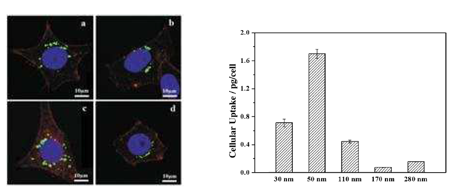 FITC가 결합된 메조다공성 실리카구의 HeLa cells 내로의 전달: FITC-MSNs (100mg/mL, 녹색) a) 170, b) 110, c) 50 and d) 30 nm. 세포핵은 DAPI로 염색됨. 세포는 rhodamin phalloidin으로 염색됨. 메조다공성 실리카구의 크기에 따른 cellular uptake의 차이. 50 nm의 입자크기의 전달효율이 최대임이 분명하게 나타남