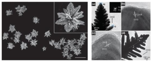 날카로운 팁과 nanogap을 많이 지니는 독특한 모양의 은 나노구조체(왼쪽)와 금 나노구조체의 전자현미경 이미지 (Adv. Funct. Mater. 2011, ASAP; Chem. Commun. 2011, 47, 2044)