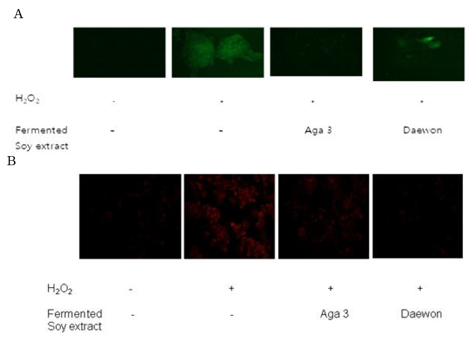Detection of intracellular reactive oxygen species by DCFDA (A) and DHE (B) in hepa1c1c7 cells. Hepa1c1c7 cells were exposed to hydrogen peroxide in the absence and presence of fermented soy extract from Aga 3 or Daewon variety of soybean, followed by observation under fluorescent microscope after the addition of DCFDA or DHE, fluorescent probes