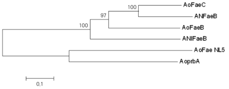 Phylogenetic tree of putative feruloyl esterase genes, AoFaeC, Aspergillus oryzae feruloyl esterase C (XP_001819091); ANFaeB, Aspergillus nidulans feruloyl esterase (XP_659376); AoFaeB, Aspergillus oryzae feruloyl esterase B (XP_001818628); ANIFaeB, Aspergillus niger feruloyl esterase(CAC83933); AoFaeNL5, Aspergillus oryzae FMB-2a feruloyl esterase; AoprbA, Aspergillus oryzae feruloyl esterase B (XP_001821143)