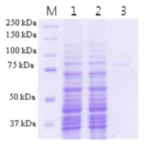 SDS-PAGE analysis. The proteins were separated by 10%SDS-PAGE gel and stained with coomassie blue. M; protein marker, 1; crude enzyme, 2; crude through, 3; eluted enzyme