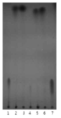 TLC analysis of FEase reaction products. Lane 1 and 2, FEase and control reacted with methyl ferulate; Lane 3, methyl ferulate control; Lane 4 and 5, FEase and control reacted with methyl p-coumarate; Lane 6, methyl-p-coumarate control; Lane 7, ferulic acid control