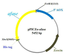 Expression vector, pPICZa-afase used for expression in P ichia pastoris