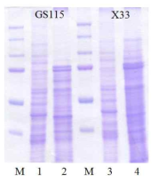 Over expression of arabinofuranosidase in P ichia pastoris GS115, X33. Lane M, protein size marker; Lane 1, Negative control crude extract ; Lane 2, Crude extract ; Lane 3, Negative control crude extract  Lane 4, Crude extract