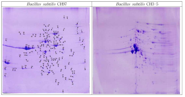 2-D gel secretome of Bacillus subtilis species. The spots identified by peptide mass fingerprinting are indicated by arrows and numbers