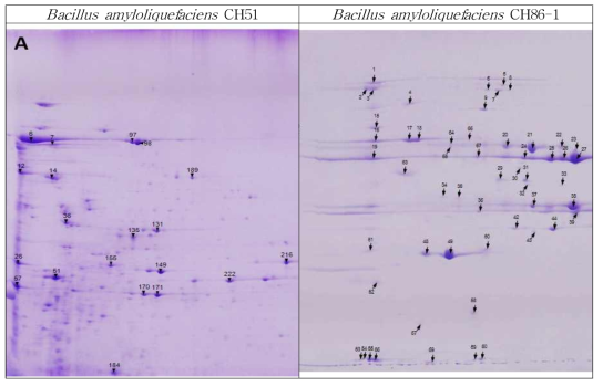 2-D gel profiles of the secretomes of Bacillus amyloliquefaciens strains. The proteins idnetified by PMF are indicated by arrows and numbers