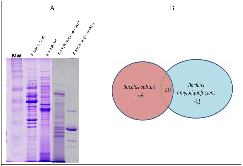 1-D image of four strains of Bacillus sp (A) and overlapping of extracellular proteomes of B. subtilis and B. amyloliquefaciens