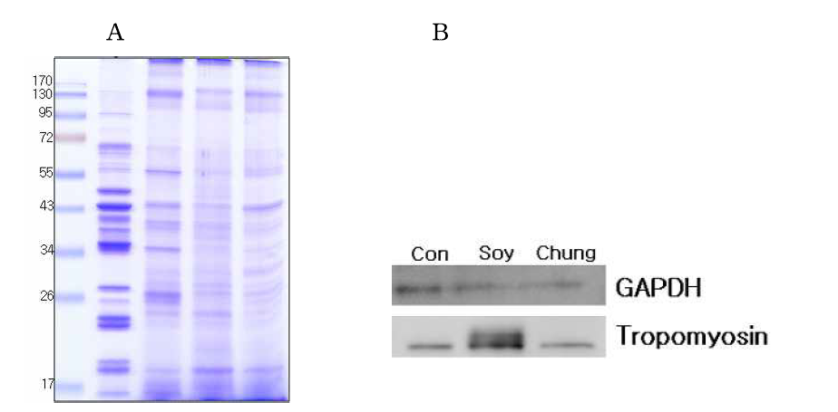 Western blot of tropomyosin in intestinal surface with and without soy treatment. 동일양의 단백질을 SDS-PAGE에 분리한 후 (A), PVDF-membrane으로 옮기고 antibody로 probing하였다 (B). 단백질량을 보정하기 위해 anti-GAPDH antibody를 사용하였다