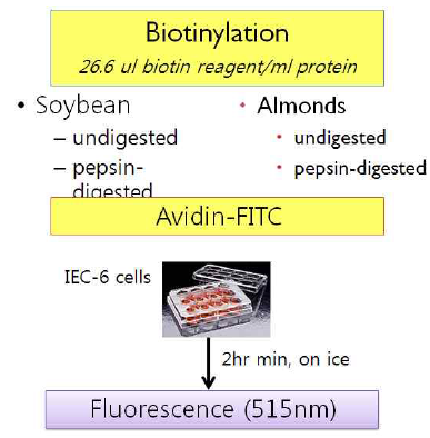 Ligand-binding study scheme using FITC-labeled protein