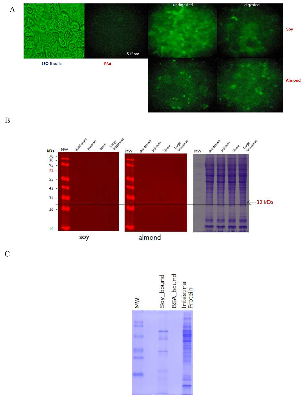 Ligand binding on FITC-labed protein of IEC cells. 콩이나 아몬드 단백질들은 BSA 와 비교할 때 현저하게 높은 결합을 보였으며 digested 또는 undigested 단백질들이 모두 결합됨을 알 수 있다 (A). 콩과 아몬드 단백질이 소장점막 단백질 중 32 kDa 단백질에 특이적으로 결합하였다 (B). Soy protein이 결합된 affinity column을 만들어서 장점막단백질과의 결합을 이루고 콩단백질과 결합하는 장점막단백질을 분리하여 1-D SDS-PAGE로 단백질을 분리하였다(C)