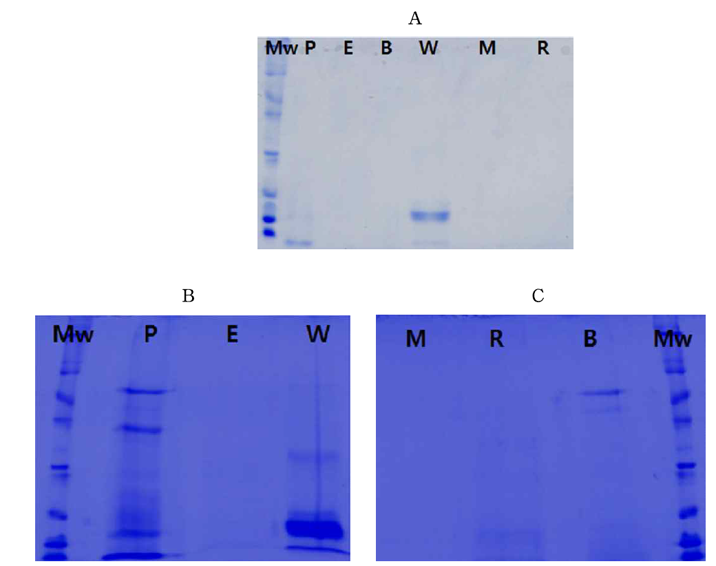 Rat intestinal proteins bound by potato, egg, wheat, rice and milk. 감자 (P), 계란 (E), 밀 (W), 우유 (M), 쌀 (R), 및 BSA (B)로 couple된 Affinity column에 결합한 장점막 단백질. A와 B panel은 두 차례에 걸쳐 이루어진 실험에서 결합하는 단백질의 양상이 비슷함을 나타내고 있으며 이는 결합이 specific 한 것이었음을 의미한다