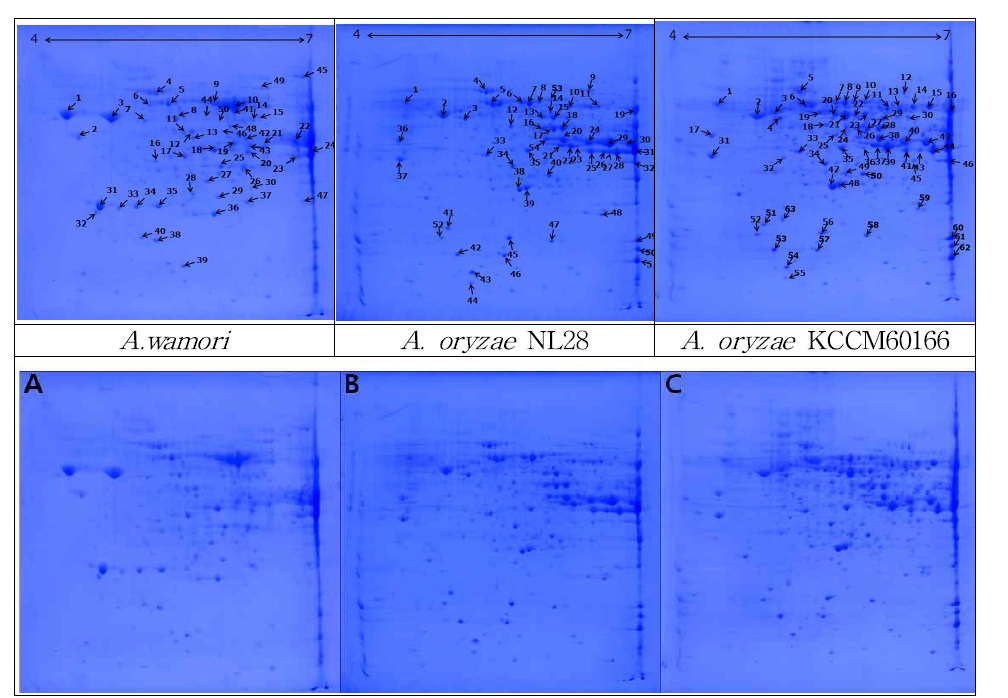 Cytosolic proteins of (A) A.wamori , (B) A.oryzae NL28 and (C) A. oryzae KCCM60166 on 2-DE gel with pH 4-7