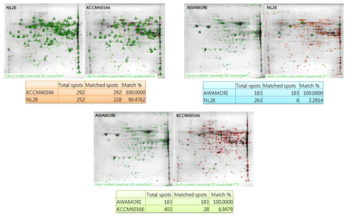 Image analysis of cytosolic proteome of A.wamori, A.orizae NL28 and A.orizae KCCM60166 using PDQuest