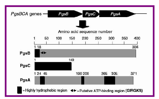 Genes responsible for γ-PGA production in Bacilli. Structural features of the PgsB, PgsC, and PgsA proteins are also shown