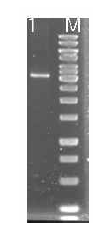 Agarose gel electrophoresis of PCR product of pgsBCA gene