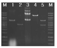 Restriction digests for pgsBCA gene amplified by PCR. 1. XbaΙ and SalΙ digested pHY300PLK, 2. pgsBCA, 3. plasmid DNA from transfomant, 4. SalΙ digested plasmid DNA from a transformant, 5. XbaΙ and SalΙ digested plasmid DNA from a transformant