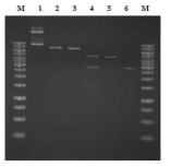 Restriction enzyme digests of pGAk. 1. pGAk plasmid; 2. pGAk SalI cut; 3. pGAk XbaI cut; 4. pGAk SalI and XbaI cut; 5. pET-26b(+) (5.36 kb); 6. amplified pgsBCA (3 kb)