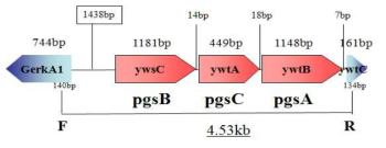 Organization of cloned pgsBCA genes in pGAk23