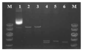 Restriction digestion of pGAk23. 1. pGAk23 plasmid; 2. pGAk23, SalI cut; 3. pGAk23, XbaI cut; 4. pGAk23, SalI and XbaI cut; 5. pHY300PLK (4.8 kb); 6. pgsBCA gene (4.5kb)