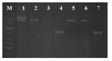 Transformation of B. subtilis WB600 by pGAk23. 1. WB600 [pGAk23] plasmid; 2, WB600 [pGAk23] SalI cut; 3, WB600 [pGAk23] XbaI cut; 4, WB600 [pGAk23] SalI and XbaI cut; 5, pGAk23 SalI cut; 6, pGAk23 XbaI cut; 7, pGAk23 SalI and XbaI cut