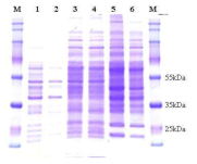 SDS-PAGE of protein samples from B. subtilis WB600 TF