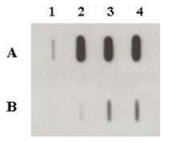 Slot blot of RNA samples from E. coli BL21 TFs. A. RNA sample untreated with DNase (RNase-Free); B. RNA sample treated with DNase (RNase-Free). 1. BL21 [pET-26b] induced by 0.1 mM IPTG; 2. BL21 [pGAk] induced by 0 mM IPTG; 3. BL21 [pGAk] induced by 0.1 mM IPTG; 4. BL21 [pGAk] induced by 1 mM IPTG