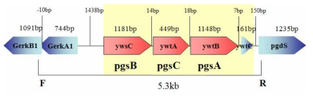 The organization of pgsBCA gens and the surrounding genes. The 5.3 kb fragment was tried to be cloned into vectors after PCR amplification. The locations of forward and reverse primer binding sites are marked as F and R. The size of each gene and the distance between genes are also shown