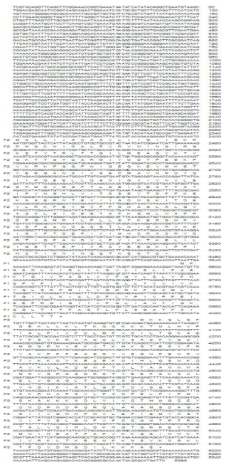 Nucleotide sequence of 5.3 kb region encompassing pgsBCA