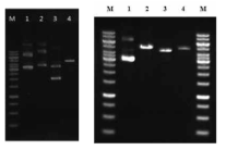 Restriction cut of vectors and pgsBCA genes. (left) 1. pHY300PLK, 2. pET-26b(+), 3, pBlueScript, 4. pgs genes amplified (5.3 kb) (right) 1. pHY300PLK, 2. gel extracted pgs gens after amplification (5.3 kb), 3. pHY300PLK, SalI and BamHI cut, 4. pgs genes, SalI and BamHI cut M, size maker (Fermentas, Burlington, Canada)