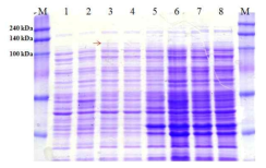 SDS-PAGE for protein samples from E. coli BL21(DE3)[pGAk100]. Lane 1-4, soluble proteins and lane 5-8, insoluble proteins. BL21 [pET-26b(+)] at 0.1 mM IPTG(1 and 5); BL21 [pGAk100] at 0 mM IPTG (2 and 6); BL21[pGAk100] at 0.1 mM IPTG (3 and 7); BL21[pGAk100] at 1 mM IPTG (4 and 8). M, size markers