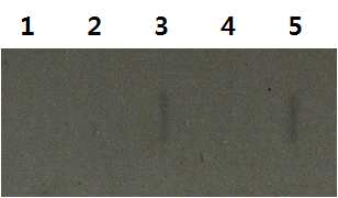 Slot blot results. 1. B. amyloliquefacience CH86-1; 2. E. coli DH5a[pHY300PLK]; 3. E. coli DH5a[pGAk23]; 4, B. subtilis WB600[pHY300PLK]; 5. B. subtilis WB600[pGAk23].