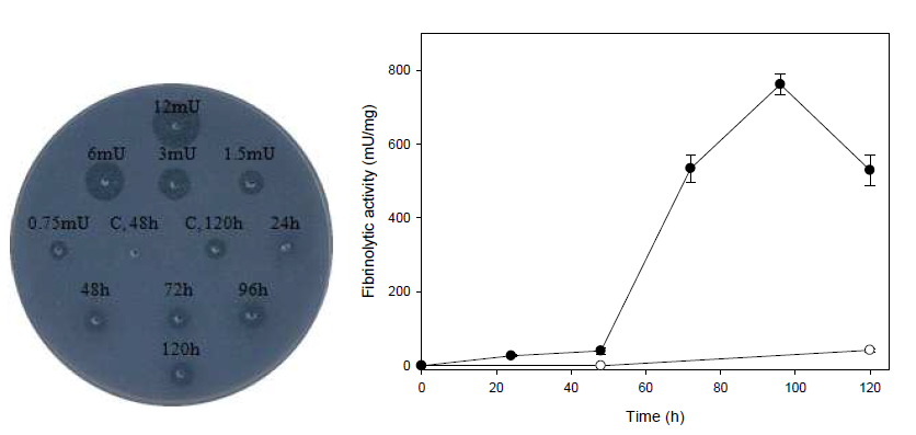 Fibrin plate assay showing fibrinolytic activity of B. subtilis WB600[pHYbpr86-1] during growth at 37 ℃. -○-, B. subtilis WB600[pHY300PLK]; -● -, B. subtilis WB600[pHYbpr86-1]. Culture supernatant at each time point was obtained, filtered, and then spotted on a fibrin plate. Plasmin at different concentration was used as a positive control