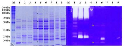 SDS-PAGE (left) and fibrin zymogram (right) of culture supernatant. M, protein size markers(DokDo-MARKTM, Elpisbio, Taejeon, Korea); B. amyloliquefaciens CH86-1 at 48 h (lane 1), at 96 h (2), at 120 h (3); B. subtilis WB600[pHYbpr86-1] at 48 h (4), at 96 h (5), at 120 h (6); 7, B. subtilis WB600[pHY300PLK] at 48 h (7), at 96 h (8), at 120 h (9). 15 μg was applied and 10% acrylamide gel was used. Bands marked in the left are absent in control