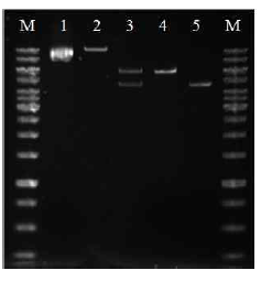 Restriction cut of pHYbpr86-1 and pHY3-5. 1, pHY3-5, 2, pHY3-5 EcoRI cut (4.8 kb, 1.8 kb), 3, pHYbpr86-1, 4, pHYbpr86-1 BamHI cut (9.7 kb), 5, pHYbpr86-1 BamH Ⅰ, XbaⅠcut (4.8 kb, 4.9 kb), M, size maker (Fermentas, Burlington, Canada). 1% agarose gel was used