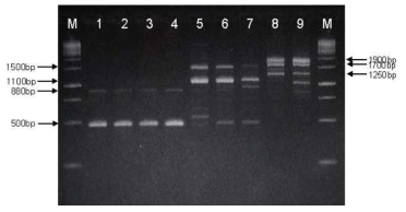 RAPD-PCR patterns of Bacillus strains isolated from Chunggukjang and reference strains. Lane: 1, B. subtilis168; 2, CH3-5; 3, CH3-25; 4, CH97; 5, B. amyloliquefaciens ATCC 23845; 6, CH51; 7, CH86-1; 8, B. licheniformis ATCC 27811; 9, CH3-17; M, 1 kb size ladder (MBI, Glen Burnie, USA). 2% agarose gel was used for the electrophoresis