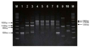 RAPD-PCR patterns of Bacillus reference strains. Lane: 1, B. subtilis 168; 2, B. amyloliquefaciensATCC 23845; 3, B. amyloliquefaciens ATCC 23350; 4, B. licheniformis ATCC 4527; 5, B. licheniformis ATCC 21416; 6, B. licheniformis ATCC 27811; 7, B. licheniformis ATCC39326; 8, B. licheniformisATCC 14580; 9, B. thuringiensis ATCC 33679; 10, B. circulans ATCC 4513; M, 1kb size ladder (MBI, Glen Burnie, USA).2% agarose gel was used