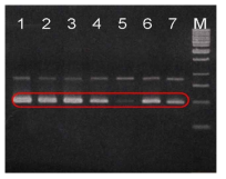 RAPD-PCR profiles of seven B. subtilis reference strains. All seven B. subtilis reference strains showed the same pattern and 500 bp fragments were circled. Lane: 1, B. subtilis 168; 2, B. subtilis ATCC 33608; 3, B. subtilisATCC 6051A; 4, B. subtilis ATCC 9372; 5, B. subtilis ATCC 39088; 6, B. subtilisATCC 33234; 7, B. subtilis ATCC 21777; M, 1kb size ladder (MBI, Glen Burnie, USA). 2% agarose gel was used