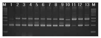 RAPD-PCR of 3 strains isolated from cheonggukjang and standard strains. 1, B. subtilis 168; 2, B. cereus ATCC9634; 3, B. cereus ATCC21768; 4, B. cereus ATCC14579; 5, B. cereus ATCC31429; 6, B. cereus ATCC27348; 7, B. cereus ATCC21366; 8, B. cereus ATCC21772; 9, B. cereus ATCC12480; 10, B. subtilis 168; 11, 부산대 1; 12. 부산대 2; 13, 부산대 3; M, 1kb size ladder (MBI). 2% agarose gel이 사용되었다