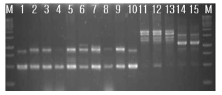RAPD-PCR results of standard Bacillus strains. 1, B. subtilis 168; 2, B. cereus ATCC 9634; 3, B. cereus ATCC21768; 4, B. cereus ATCC14579; 5, B. cereus ATCC31429; 6, B. cereus ATCC27348; 7, B. cereus ATCC21366; 8, B. cereus ATCC21772; 9, B. cereus ATCC12480; 10, B. subtilis 168; 11, B. licheniformis ATCC4527; 12. B. licheniformis ATCC21416; 13, B. licheniformis ATCC27811; 14, B. amyloliquefaciens ATCC23350; 15, B. amyloliquefaciens ATCC23845; M, 1kb size ladder (MBI). 2% agarose gel was used