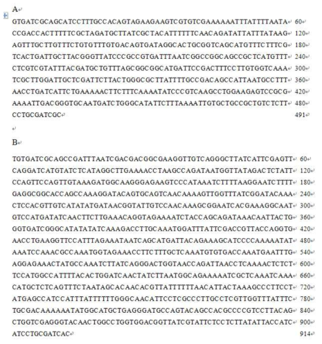 Nucleotide sequences of PCR fragments. A. sequence of 0.5 kb fragment conserved in bacilli (EU669668). B. sequence of 0.91 kb fragment conserved among B. cereus reference strains (GU230872)