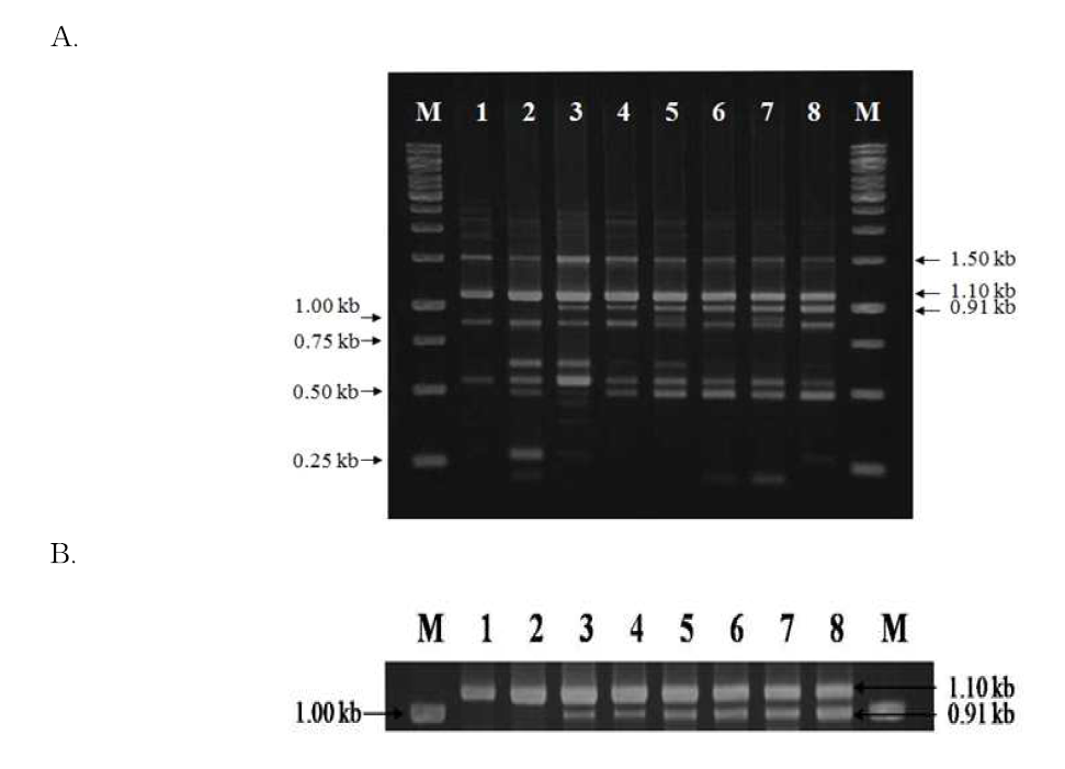 RAPD-PCR patterns of cheonggukjang spiked with B. cereus. A. 1, control (non-spiked cheonggukjang) 2-8, cheonggukjang samples spiked with B. cereus cells (cells/g cheongukjang): 2, 100 ; 3, 101 4, 102 5, 103 6, 104 ;7, 105 8, 106 , M, 1 kb size ladder (MBI Fermentas). B. Enlarged picture showing the 0.91 kb fragment