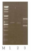 Multiplex PCR. M, 100 bp ladder; lane 1, A. sydowii ; lane 2, Fusarium asitaticum; lane 3, A. oryzae