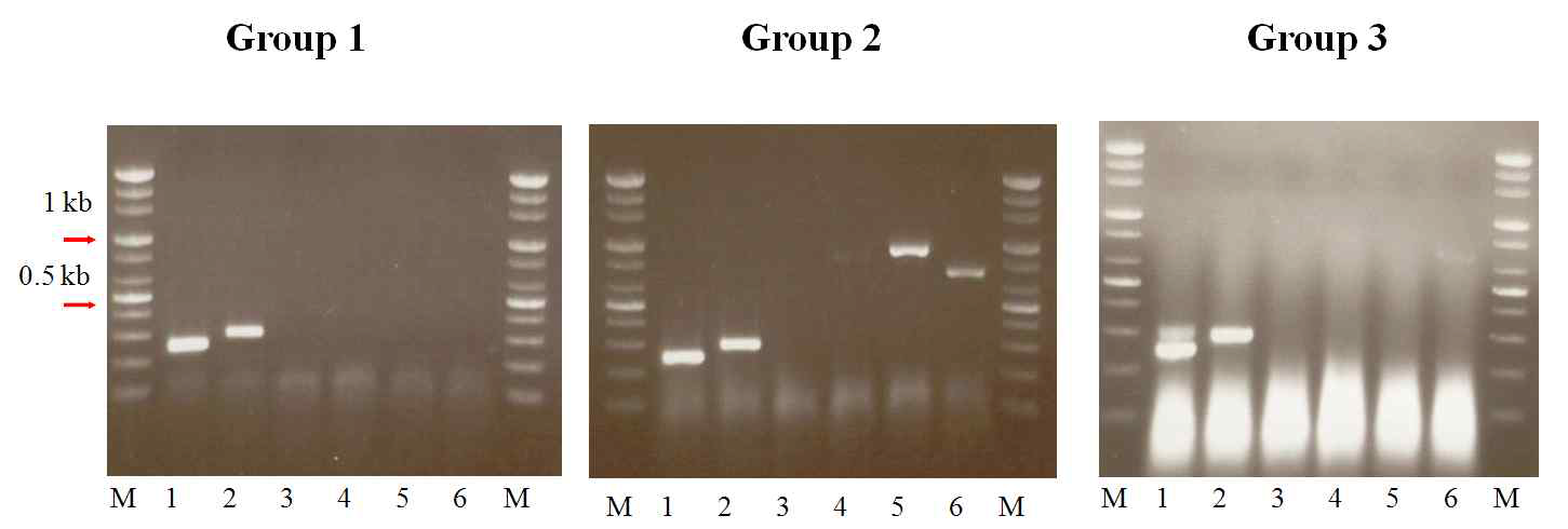 Confirmation of mRNA related aflatoxin biosynthetic pathway by RT-PCR. Lane 1, positive control β-tubulin; lane 2, aflR; lane 3, avnA; lane 4, omtA; lane 5, vbs; lane 6, verB
