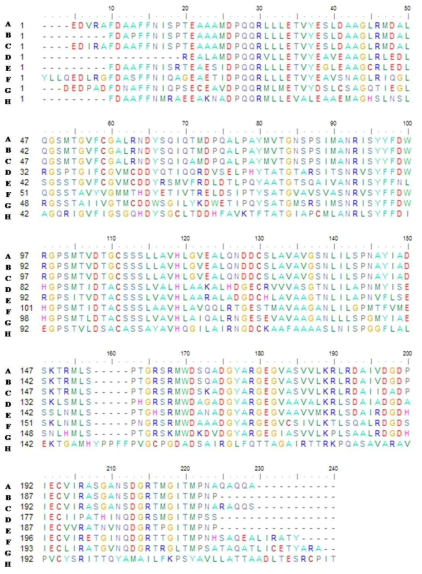 HR KS domain amino acid alignment of fungal strains. A, Asp fumigatus; B, Group 3 (Asp. fumigatus); C, Neosartorya fischeri; D, Asp. ochraceus; E, Group 2 (Asp. oryzae); F, Penicillium citrinum; G, Asp. clavatus NRRL 1; H, Group 4 (Arthrinium sp.)