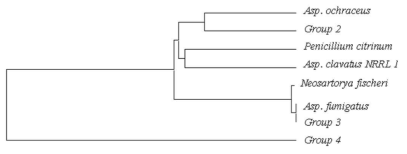 Neighbor-joining phylogenetic tree of HR KS domain PKS (Group 2, Asp. oryzae; Group 3, Asp. fumigatus; Group 4, Arthrinium sp.) with Asp. ochraceus polyketide synthase 1, Asp. fumigatus LovB-like polyketide synthase, Asp. clavatus NRRL1 equisetin synthetase, Neosartorya fischeri Polyketide synthase, and Penicillium citrinum Polyketide synthase