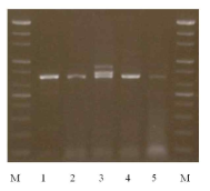 Gel electrophoresis of PCR products with degenerated primers for NR KS domain. M : 100 bp ladder; Lane 1, Fusarium. sp. (Group 1); Lane 2 : Asp. oryzae (Group 2); Lane 3, Asp. fumigatus (Group 3); Lane 4, Arthrium. sp. (Group 4); Lane 5, Asp. sydowii (Group 5)