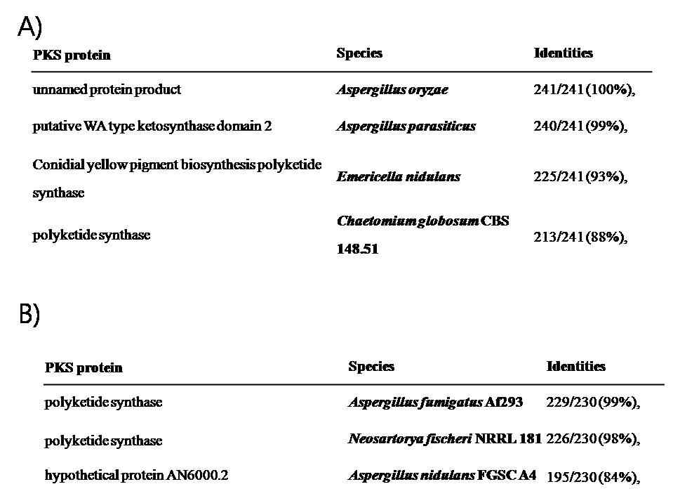 Identification of NR KS domain sequence and homology with other polyketide synthase sequence. A) Group 2, Asp. oryzae; B) Group 3, Asp. fumigatus