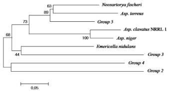 Neighbor-joining phylogenetic tree of NR KS domain PKS inferred by Neighbor-joining method. bootstrapped consensus tree in MEGA 4.0, number of replicates = 1000). Group 2, Asp. oryzae; Group 3, Asp. fumigatus; Group 4, Arthrinium sp.; Group 5, Asp. sydowii