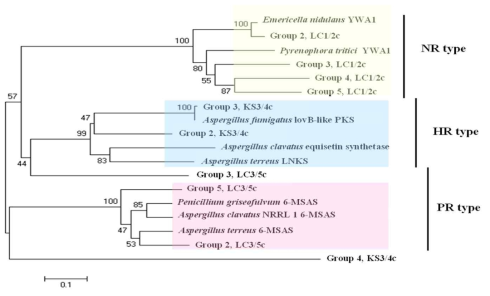 Phylogenetic tree of three KS domains inferred by Neighbor-joining method (bootstrapped consensus tree in MEGA 4.0, number of replicates = 1000) (Group 2, Asp. oryzae Group 3, Asp. fumigatus Group 4, Arthrinium sp.; Group 5, Asp sydowii )