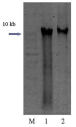 Gel electrophoresis of Aspergillus oryzae FMB-2a genomic DNA